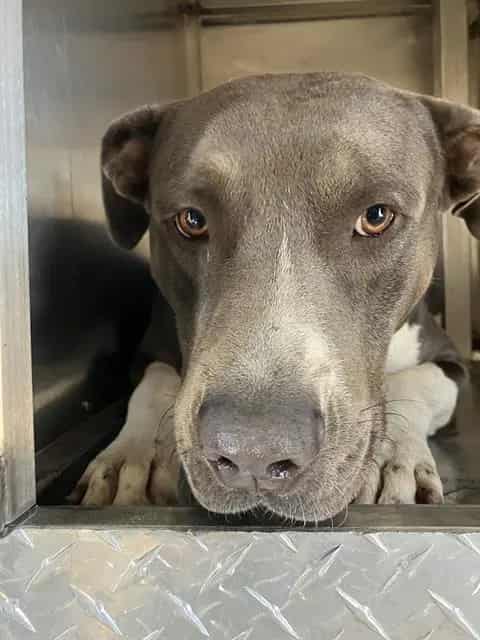 Photo of Blue, adoptable Mixed Breed