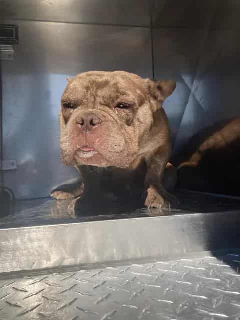 Photo of Leigh, adoptable Mixed Breed