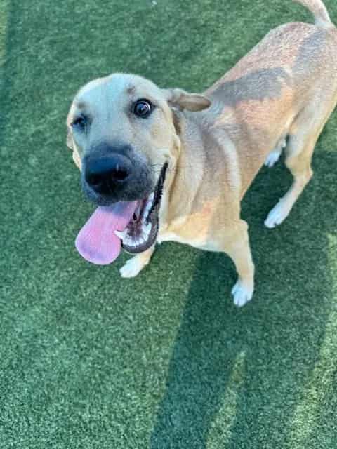 Photo of Crystal, adoptable Mixed Breed