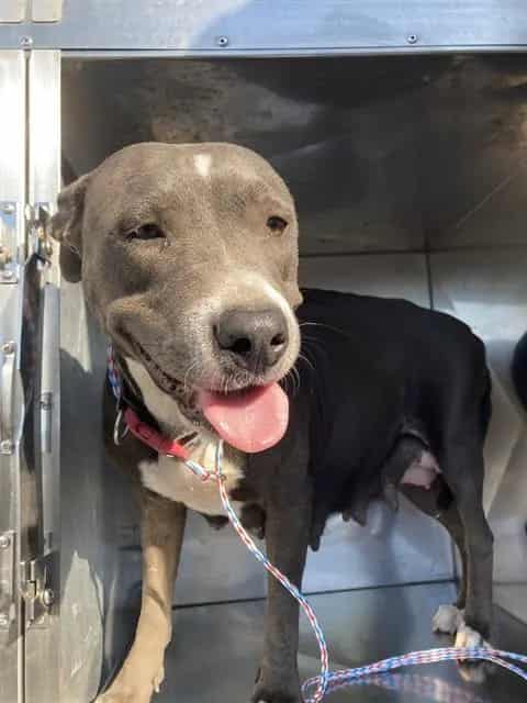 Photo of Aries, adoptable Mixed Breed