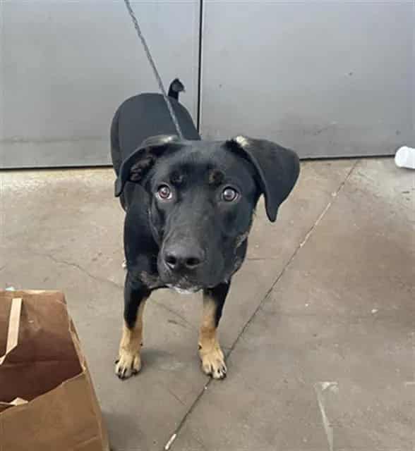 Photo of Tekko, adoptable Mixed Breed