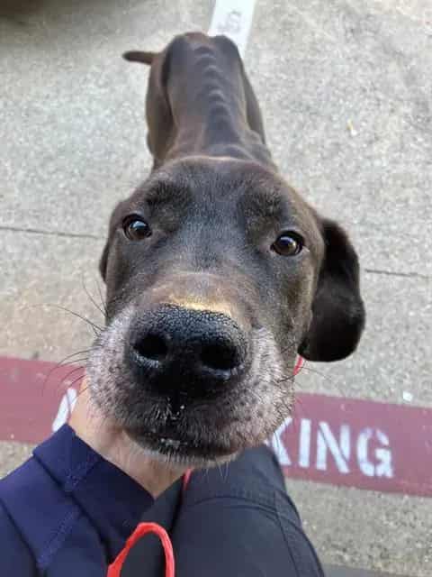 Photo of Koda, adoptable Labrador Retriever