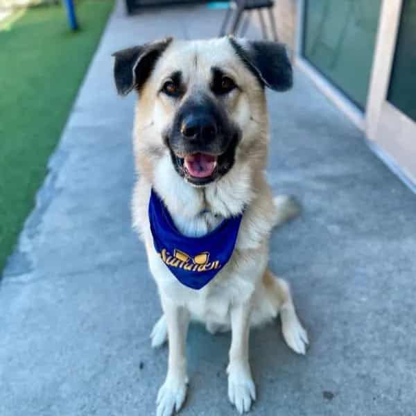 Photo of Summer, adoptable Mixed Breed