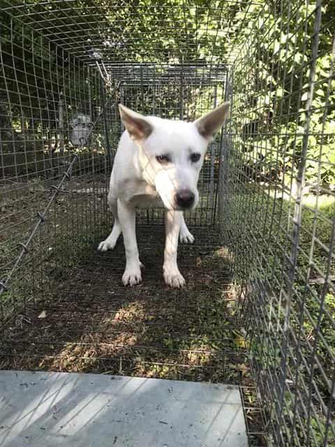 Photo of Toni, adoptable Mixed Breed