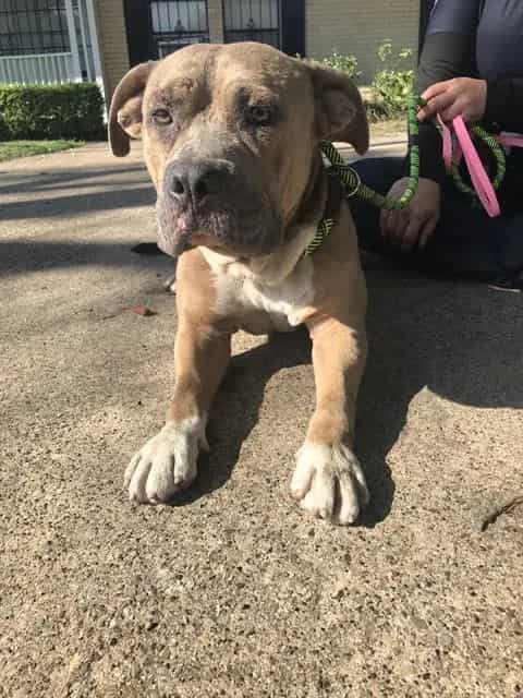 Photo of Diesel, adoptable Mixed Breed