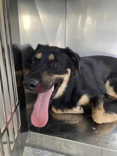 Photo of Pug, adoptable Mixed Breed