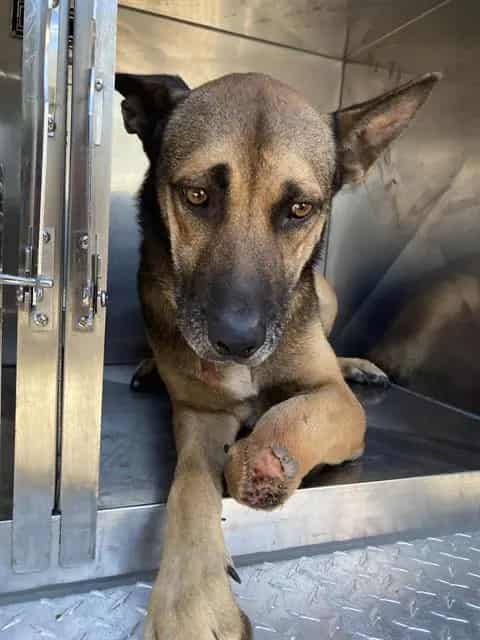 Photo of Buck, adoptable Mixed Breed
