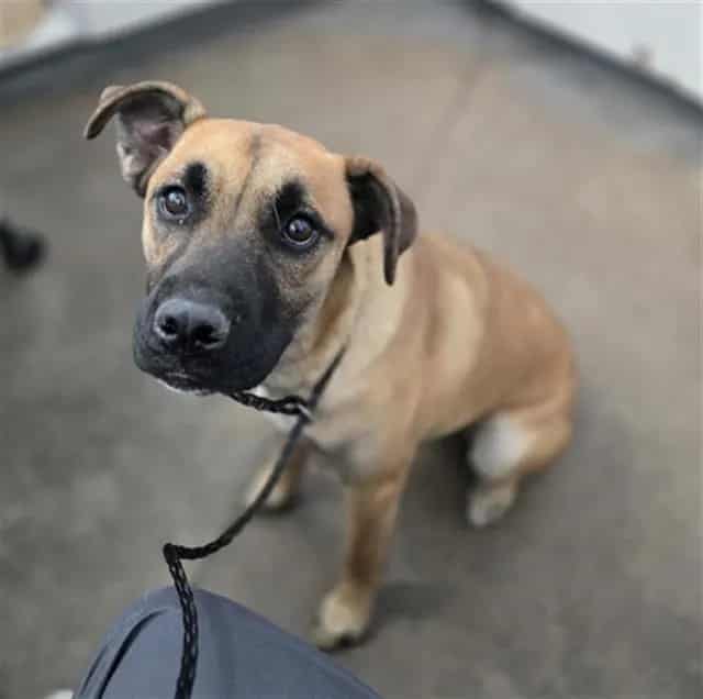 Photo of Chocolate, adoptable Mixed Breed