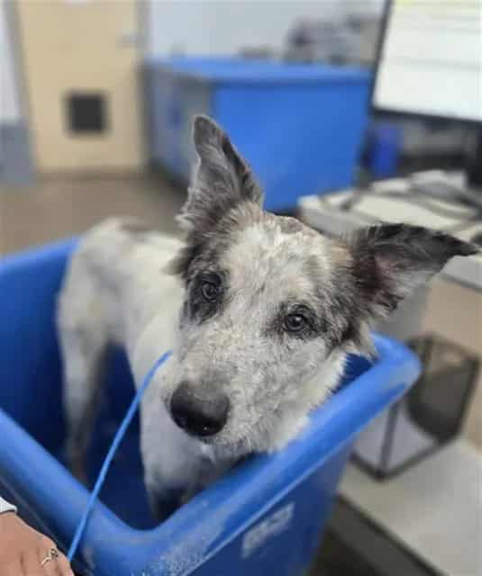 Photo of Catalina, adoptable Mixed Breed