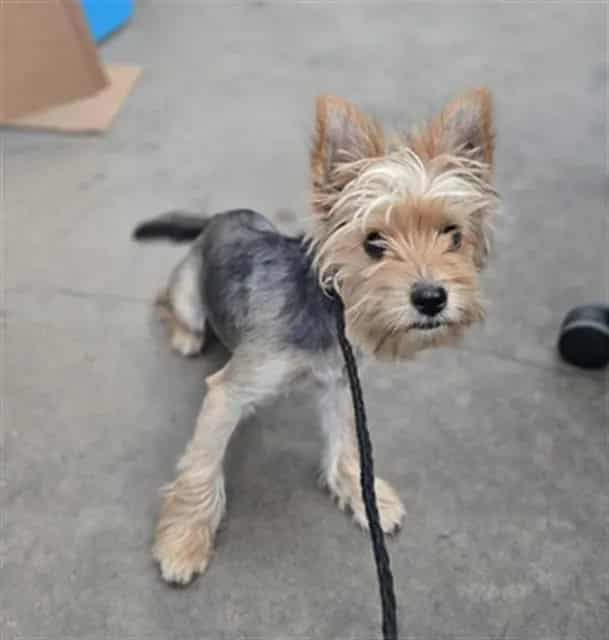 Photo of Chloe, adoptable Mixed Breed