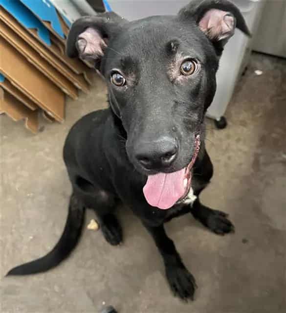 Photo of Sploosh, adoptable Mixed Breed