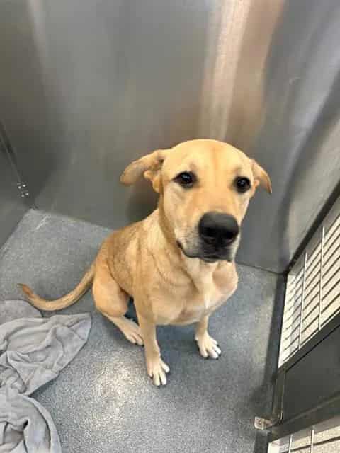 Photo of Monita, adoptable Mixed Breed