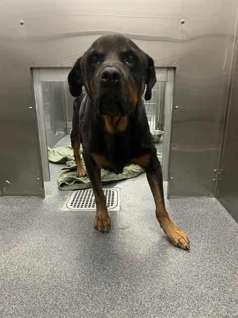 Photo of Lucky, adoptable Rottweiler