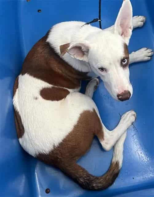 Photo of Sage, adoptable Mixed Breed