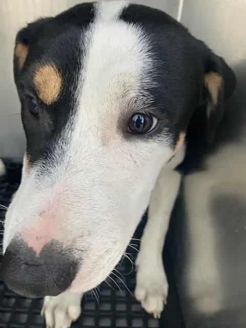 Photo of Snoop, adoptable Mixed Breed