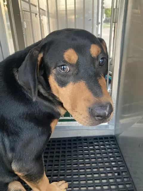 Photo of Pac, adoptable Mixed Breed