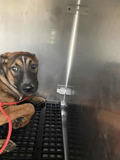 Photo of Biggie, adoptable Mixed Breed