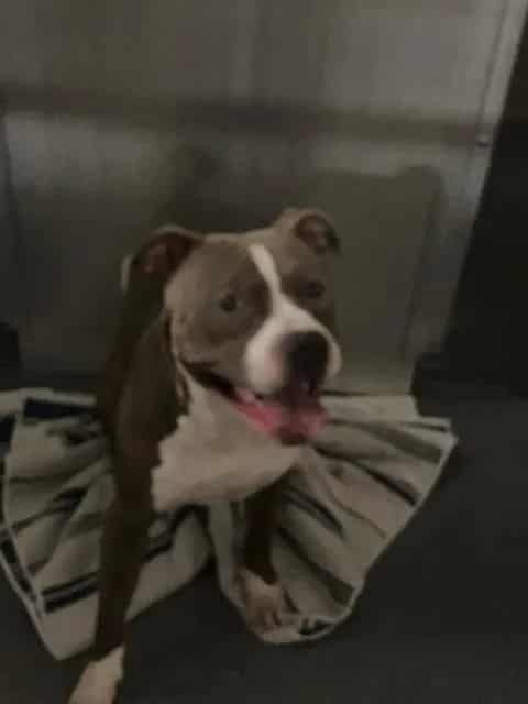 Photo of MJ, adoptable Mixed Breed