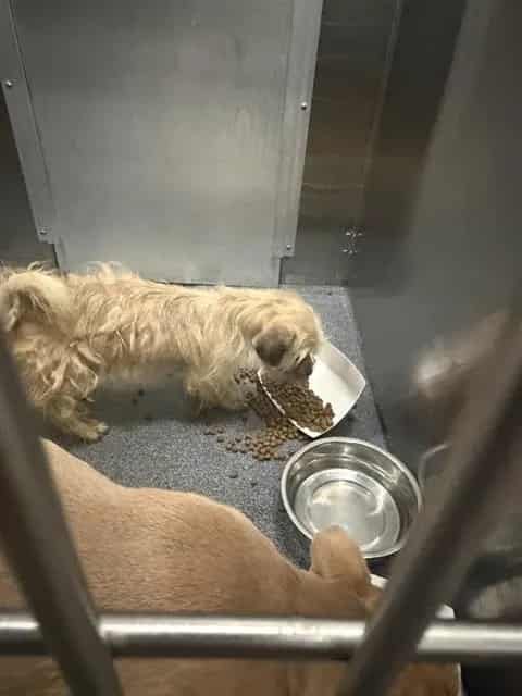 Photo of Andy, adoptable Mixed Breed