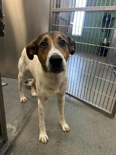 Photo of Hugo, adoptable Mixed Breed