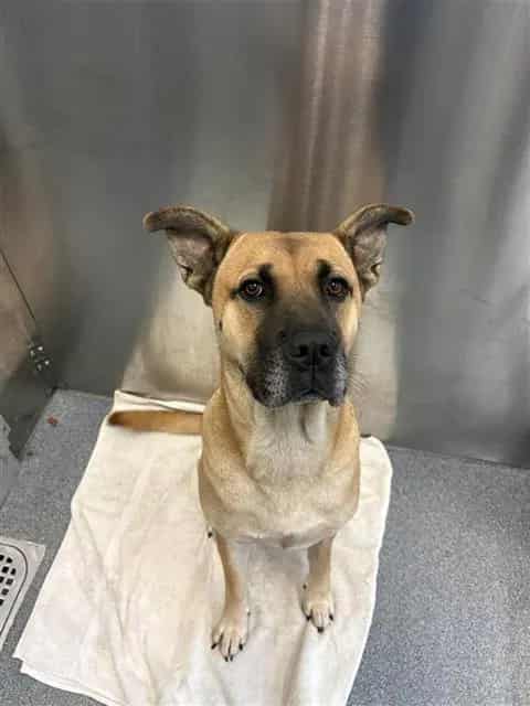 Photo of Canela, adoptable Mixed Breed
