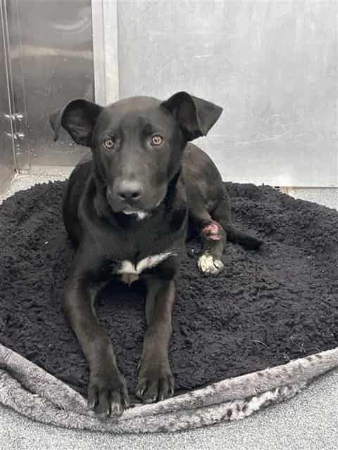 Photo of Val, adoptable Mixed Breed