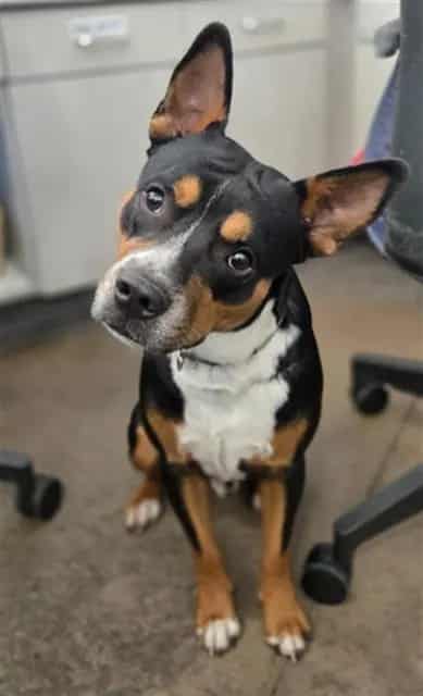 Photo of Brownie, adoptable Mixed Breed