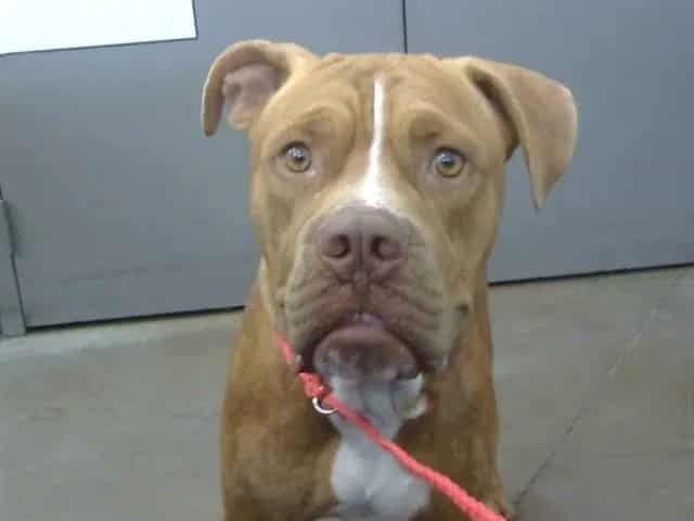 Photo of Cameo, adoptable Mixed Breed