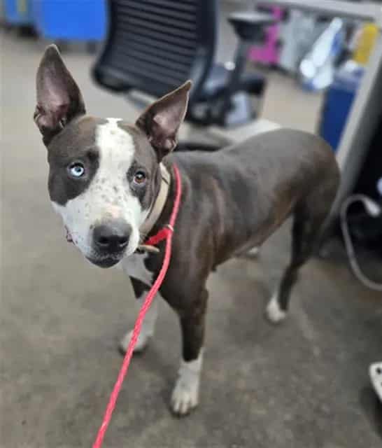 Photo of Elvira, adoptable Mixed Breed