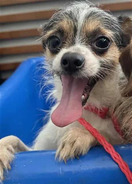 Photo of Fifi, adoptable Mixed Breed