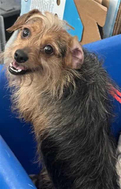 Photo of Fufu, adoptable Mixed Breed