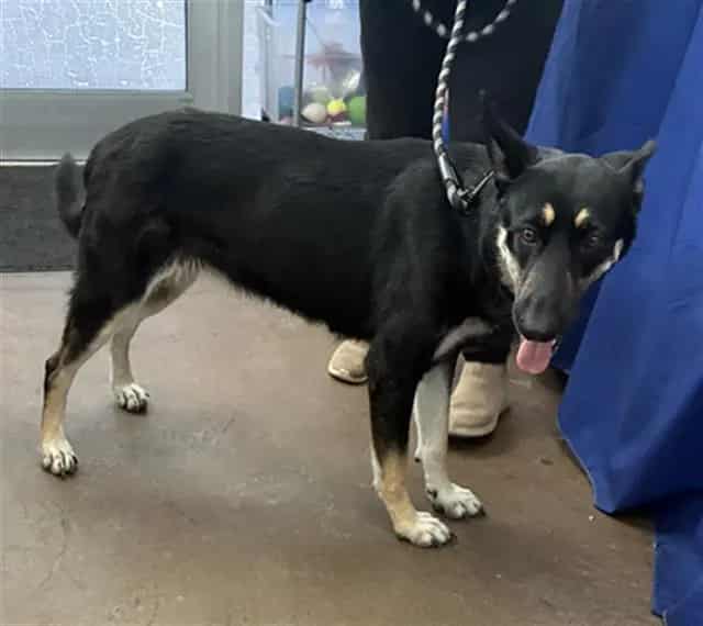 Photo of Willow, adoptable Mixed Breed