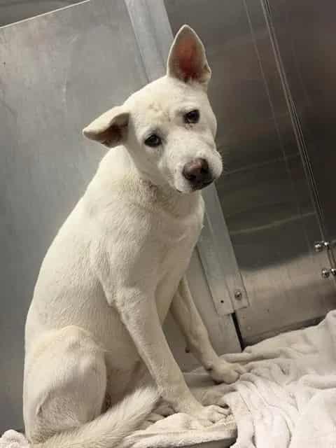 Photo of Trish, adoptable Mixed Breed
