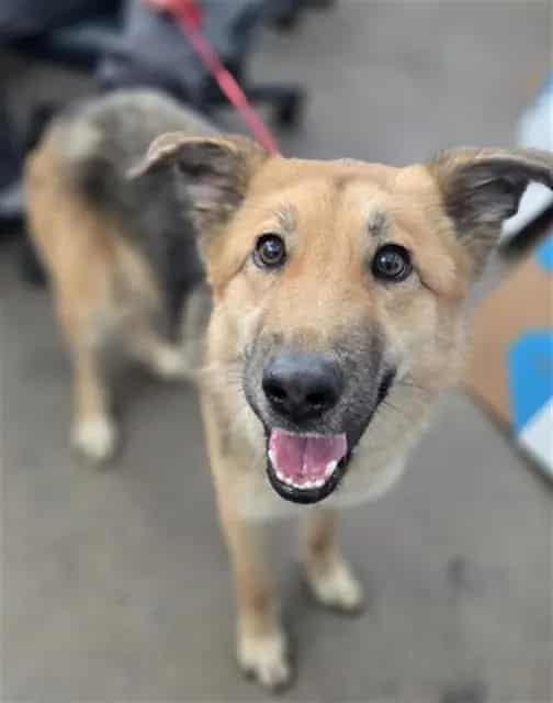 Photo of Foxi, adoptable Mixed Breed