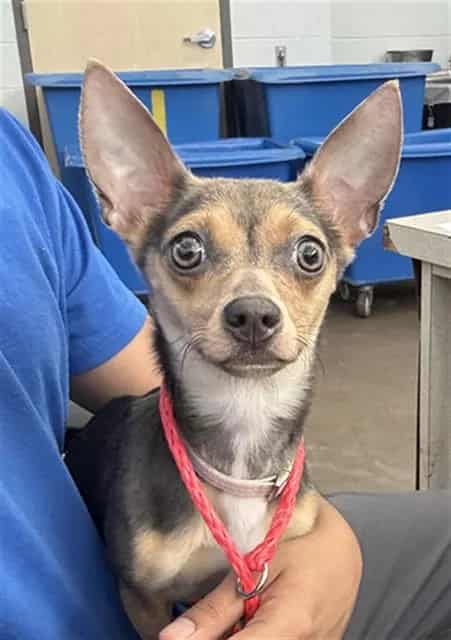 Photo of June, adoptable Mixed Breed