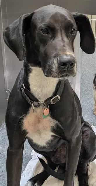 Photo of Astro, adoptable Great Dane mix