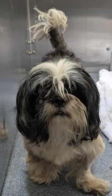 Photo of Coconut, adoptable Mixed Breed