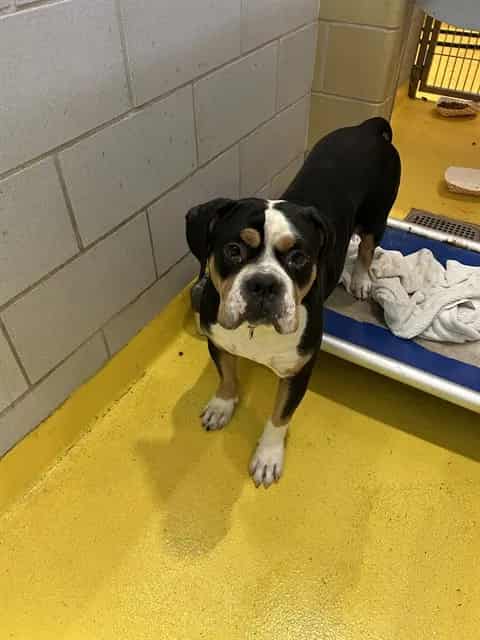 Photo of Beethoven, adoptable Mixed Breed