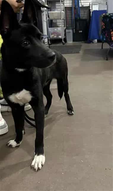Photo of Spyro, adoptable Mixed Breed