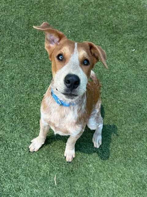 Photo of Micheal, adoptable Mixed Breed