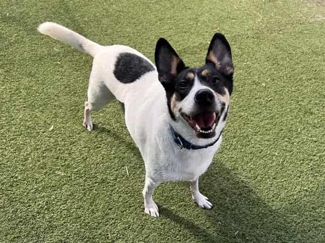 Photo of Pika, adoptable Mixed Breed