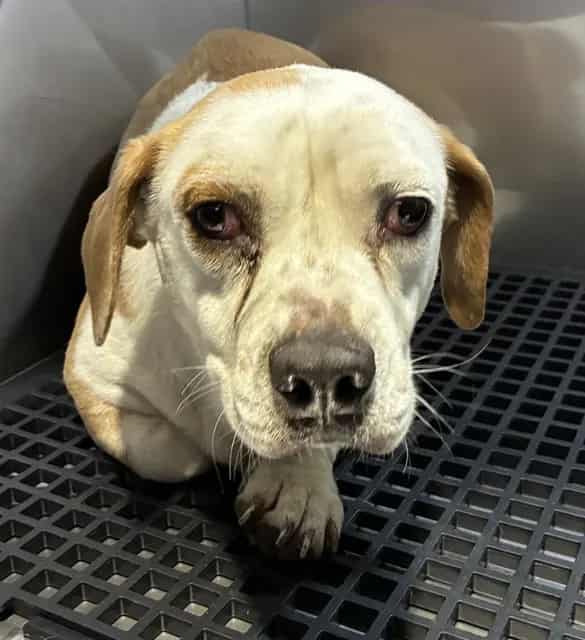 Photo of Tory, adoptable Mixed Breed