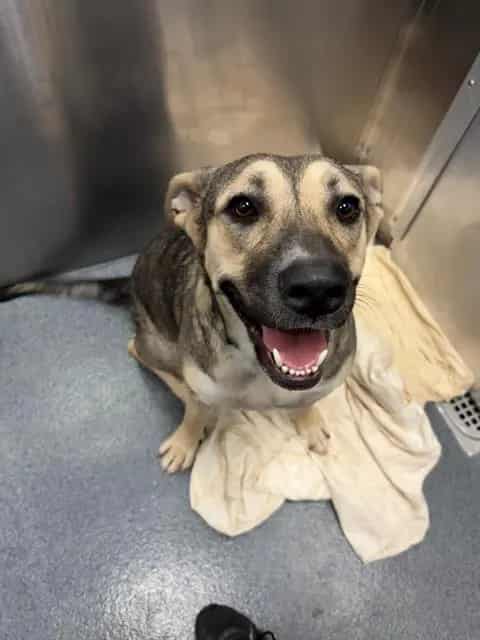 Photo of Annabelle, adoptable Mixed Breed