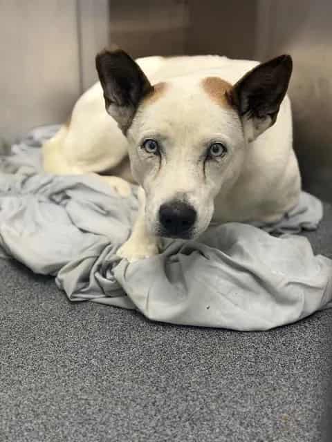Photo of Bodina, adoptable Mixed Breed