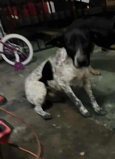 Photo of Blue, adoptable Mixed Breed