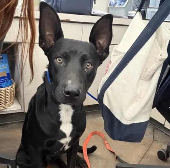 Photo of Poe, adoptable Mixed Breed