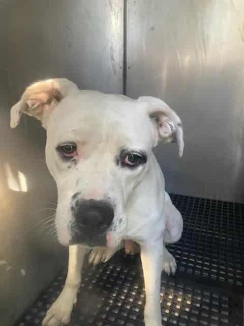 Photo of Gordo, adoptable Pit Bull Terrier