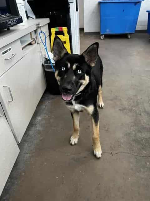 Photo of Lydia, adoptable Mixed Breed