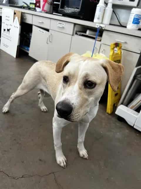 Photo of Sasha, adoptable Mixed Breed