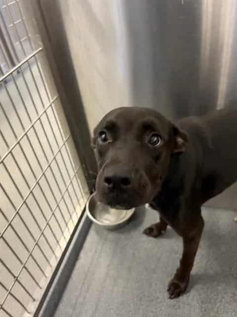 Photo of BJ, adoptable Mixed Breed